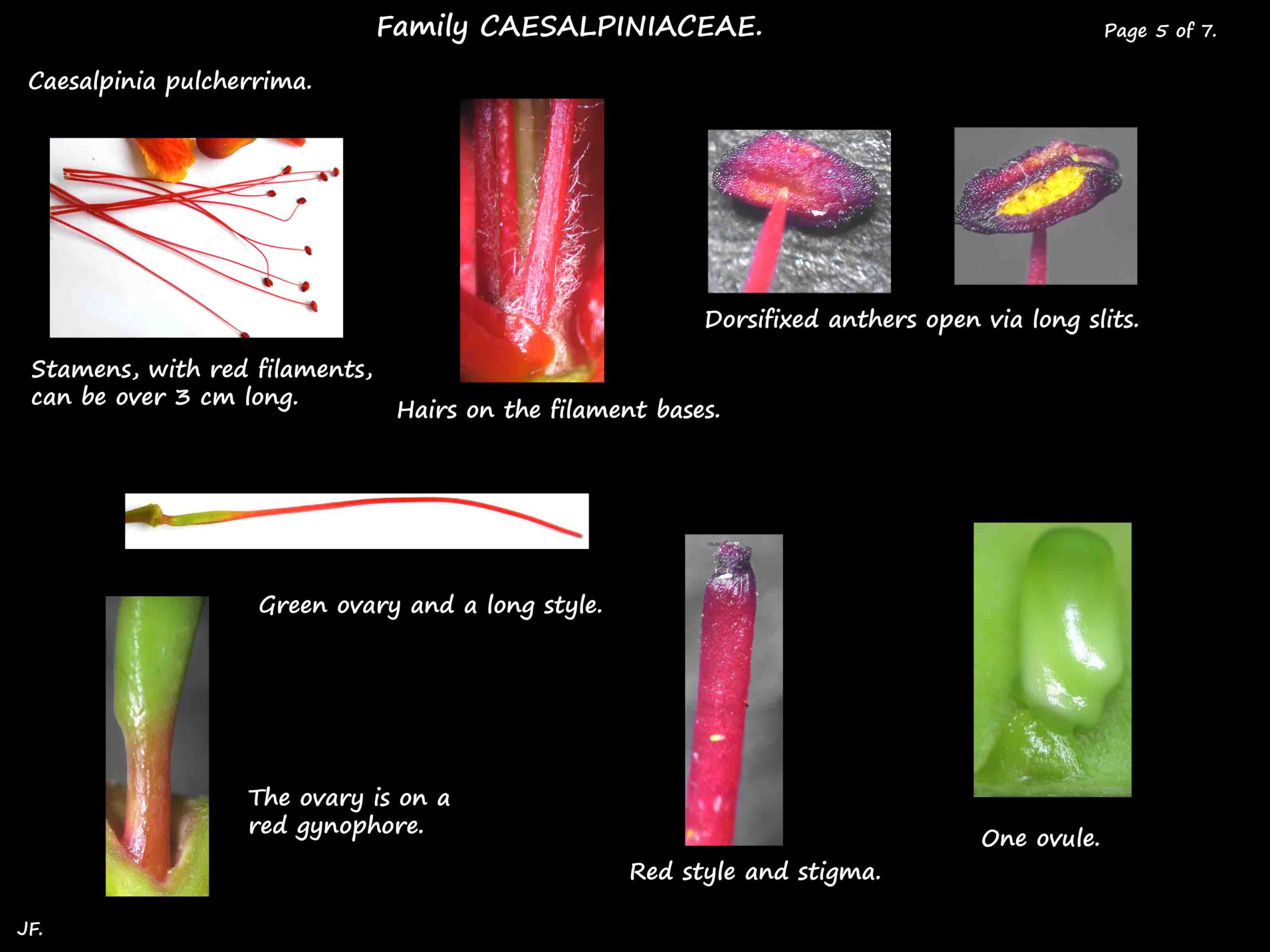 5 Caesalpinia pulcherrima stamens & ovary